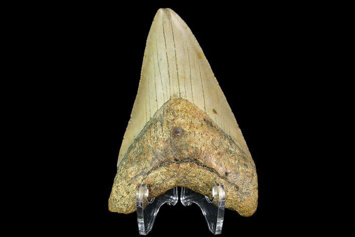 Fossil Megalodon Tooth - North Carolina #109883